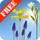 Spring Meadow Free-APK