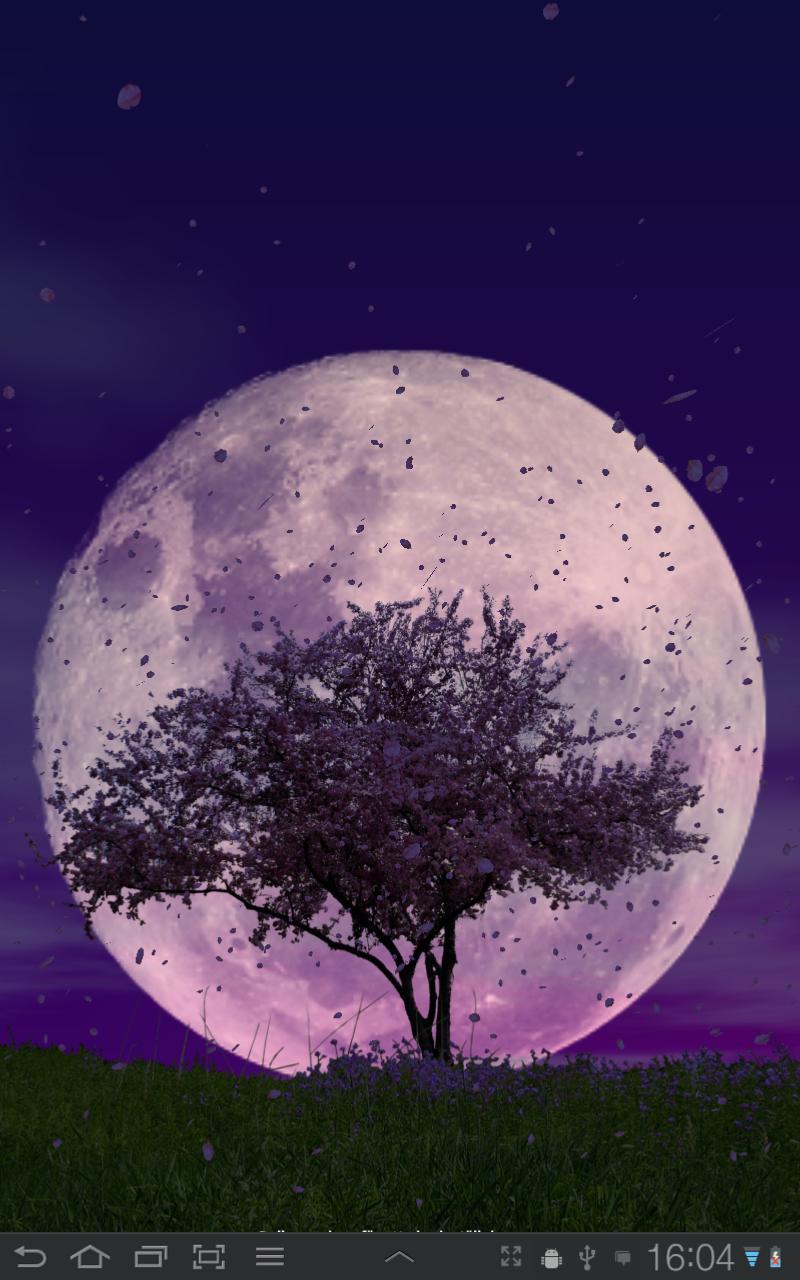 Стихотворение полный месяц. Луна и Сакура. Розовая Луна. Луна и цветущее дерево. Сакура на фоне Луны.