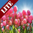 Tulip Field Lite LWP-APK