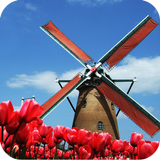 Tulip Windmill Free 아이콘