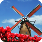 Tulip Windmill Free icône