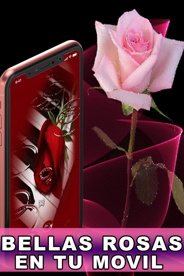 pics Movimiento Hermosas Rosas Moradas rosas hermosas gratis flores bonitas