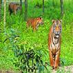 Mangrove Ecosystem of Sundarbans