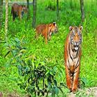 Mangrove Ecosystem of Sundarbans ไอคอน