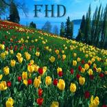 Wonderful phone wallpapers