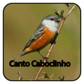 Caboclinho Do Re Mi Clasico