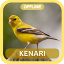 APK Masteran Kenari Juara
