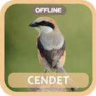 Masteran Cendet Zeichen