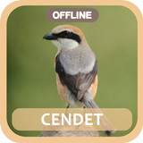 Masteran Cendet Zeichen
