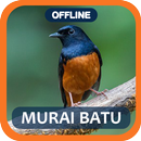 Masteran Murai Batu full isian APK