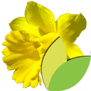 Bulbes à Fleurs APK