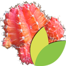 Au Cactus APK