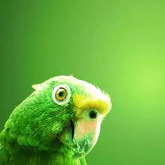 Что общего? APK 下載