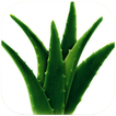 ”Health Benefits Of Aloe Vera