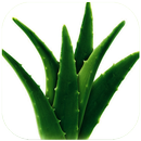Health Benefits Of Aloe Vera APK