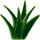 Health Benefits Of Aloe Vera icône