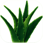 Health Benefits Of Aloe Vera biểu tượng