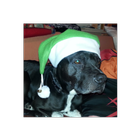 Adventskalender 2018 - Aischa der Amstaff ikon