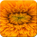 Эстетические обои с цитатами APK