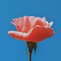 aesthetic wallpaper 4K & HD