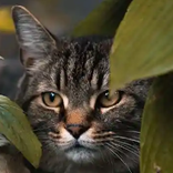 Animals 4K Wallpapers 2021