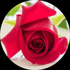Peygamberimizin Sünneti ve 40  APK