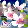 Spring Flowers Wallpaper - Pro MOD