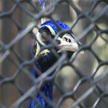 Stuck Pipe Free Length