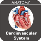 Cardiovascular System アイコン