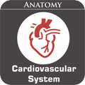 Cardiovascular System