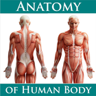 Anatomy of Human Body icône
