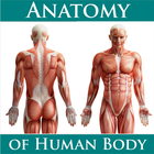 Anatomy of Human Body icon