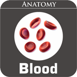 Blood Anatomy ícone