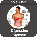 Digestive System aplikacja