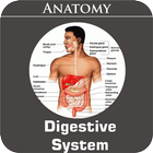 Digestive System-icoon