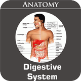 Digestive System