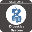 Digestive System Zeichen