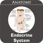 Endocrine System icône