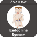 Endocrine System