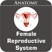 ”Female Reproductive System