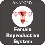 Female Reproductive System simgesi