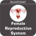 Female Reproductive System-icoon