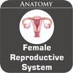 ikon Female Reproductive System
