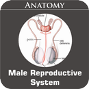 Male Reproductive System aplikacja