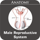Male Reproductive System Zeichen