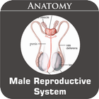 Male Reproductive System icon