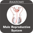 Male Reproductive System 아이콘