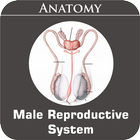 Male Reproductive System ไอคอน