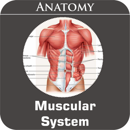 Muscular System