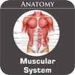”Muscular System